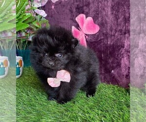 Pomeranian Puppy for sale in TAMPA, FL, USA