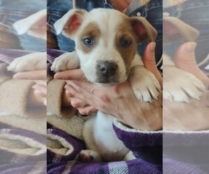 American Pit Bull Terrier-Dogo Argentino Mix Puppy for sale in CARDINGTON, OH, USA