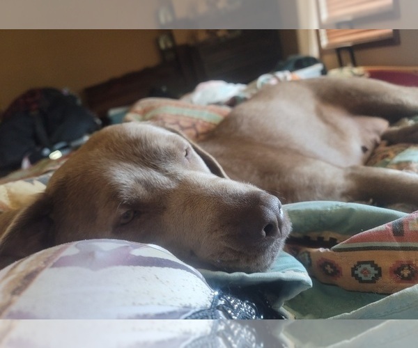 Medium Photo #1 Labrador Retriever Puppy For Sale in COSHOCTON, OH, USA