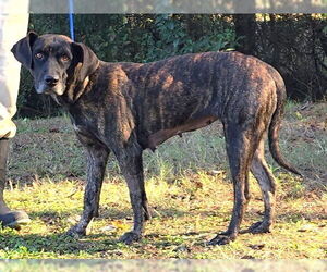 Mountain Cur-Unknown Mix Dogs for adoption in Wetumpka, AL, USA