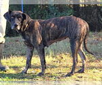 Small Mountain Cur Mix