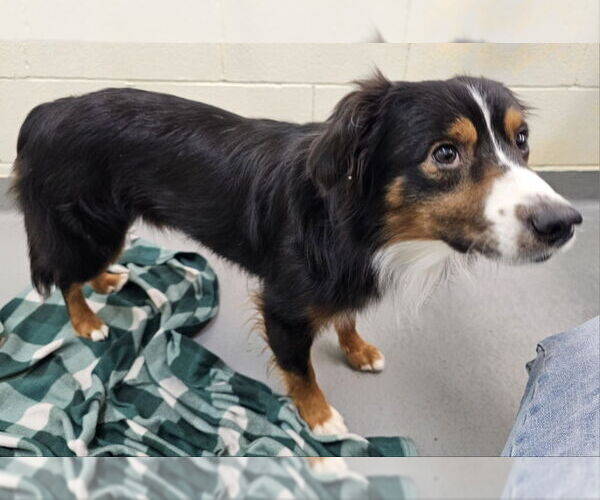 Medium Photo #2 Australian Shepherd Puppy For Sale in Olalla, WA, USA