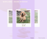 Puppy 3 Golden Retriever