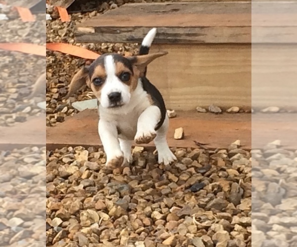 Medium Photo #2 Beagle Puppy For Sale in HURRICANE MILLS, TN, USA