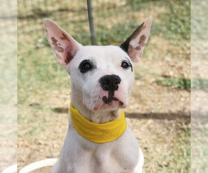 Mutt Dogs for adoption in San Antonio, TX, USA