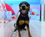 Small #2 Doberman Pinscher Mix
