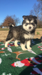 Small Photo #1 Pomsky Puppy For Sale in GENTRY, AR, USA