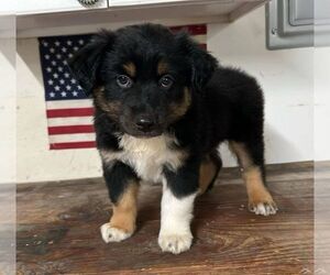 Medium Miniature Australian Shepherd