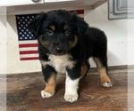Puppy Atlas Miniature Australian Shepherd