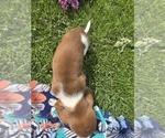 Small Photo #4 Basset Hound Puppy For Sale in GREENLEAF, WI, USA