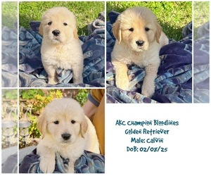 Golden Retriever Puppy for sale in SUGAR LAND, TX, USA