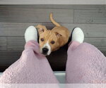 Small #17 American Staffordshire Terrier-Labrador Retriever Mix