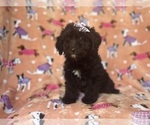Small #4 Aussiedoodle Miniature 