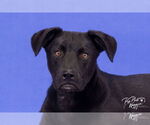 Small #16 Labrador Retriever Mix
