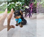 Small #2 Yorkshire Terrier