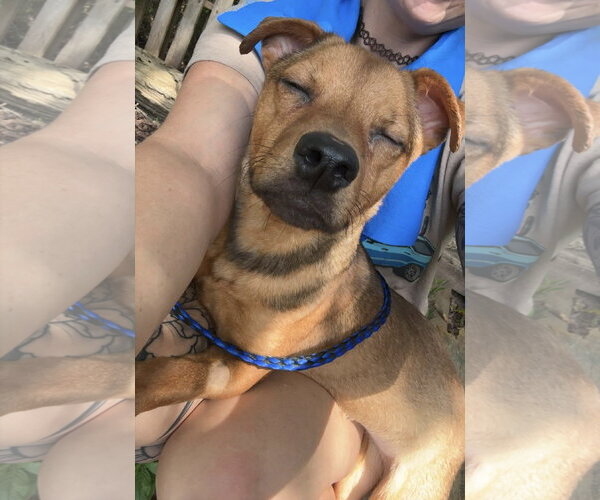 Medium Photo #4 Chihuahua-Unknown Mix Puppy For Sale in Westwood, NJ, USA