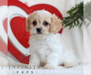 Cavachon Puppy for sale in GORDONVILLE, PA, USA