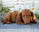 Small Photo #10 Dachshund Puppy For Sale in ELIZABETHTOWN, PA, USA