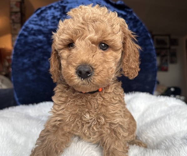 Medium Photo #15 Goldendoodle (Miniature) Puppy For Sale in SAN FERNANDO, CA, USA