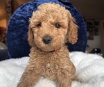 Puppy Orange Goldendoodle (Miniature)