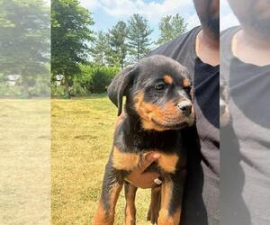 Rottweiler Puppy for sale in RANCHO DOMINGUEZ, CA, USA