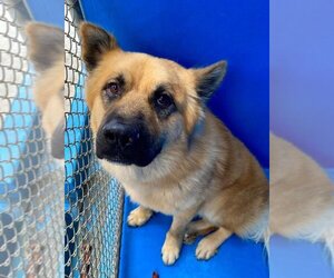 Anatolian Shepherd-German Shepherd Dog Mix Dogs for adoption in Calgary, Alberta, Canada