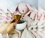 Small #14 Chihuahua