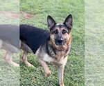Small #2 German Shepherd Dog