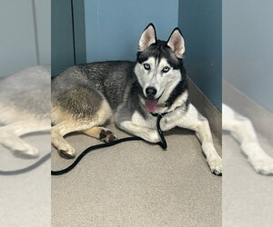 Siberian Husky Dogs for adoption in Newton, NC, USA