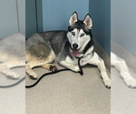 Small Siberian Husky