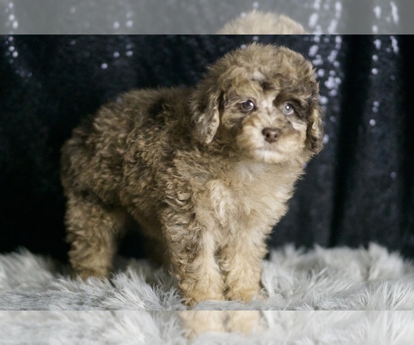Medium Photo #137 Poodle (Toy) Puppy For Sale in WARSAW, IN, USA