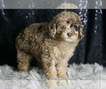 Small #4 Poodle (Toy)