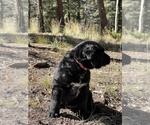 Small Photo #11 Bernese Mountain Dog-Labradoodle Mix Puppy For Sale in COLORADO SPRINGS, CO, USA