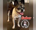 Small Photo #2 Buggs Puppy For Sale in Omaha, NE, USA