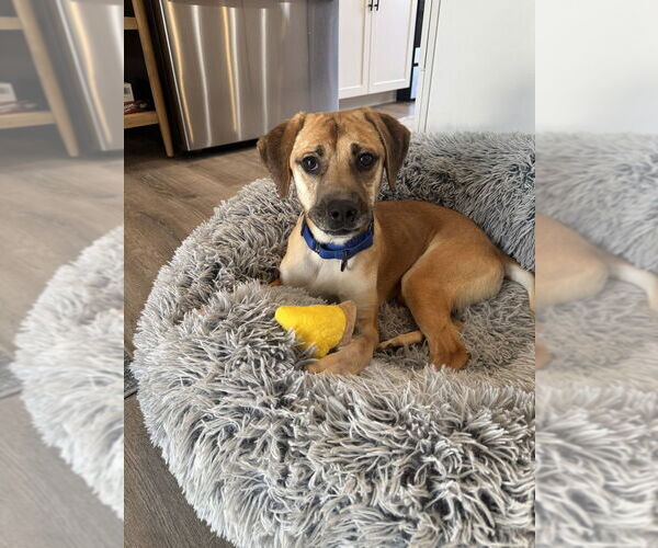 Medium Photo #9 Mutt Puppy For Sale in Candler, NC, USA