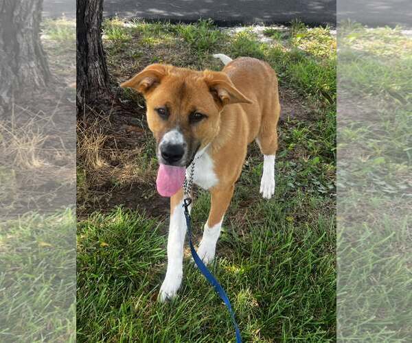 Medium Photo #1 Anatolian Shepherd-Unknown Mix Puppy For Sale in Pryor, OK, USA