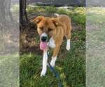 Small Anatolian Shepherd Mix