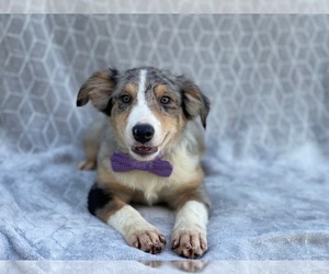 Australian Shepherd Puppy for sale in LAKELAND, FL, USA