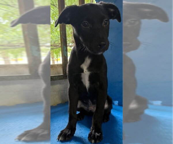 Medium Photo #2 Labrador Retriever-Unknown Mix Puppy For Sale in Virginia Beach, VA, USA