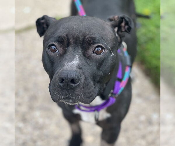 Medium Photo #4 Mutt Puppy For Sale in Cranford, NJ, USA