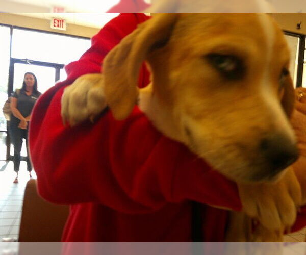 Medium Photo #1 Labrador Retriever-Unknown Mix Puppy For Sale in Ocala, FL, USA