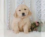 Small #4 Golden Retriever