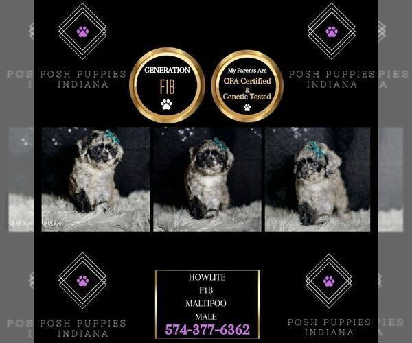 Medium Photo #37 Maltipoo Puppy For Sale in WARSAW, IN, USA
