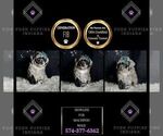 Small Photo #37 Maltipoo Puppy For Sale in WARSAW, IN, USA