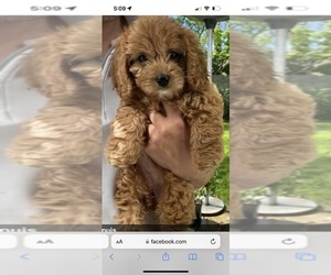 Cavapoo Puppy for sale in GREENVILLE, SC, USA