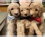 Small Photo #18 Goldendoodle Puppy For Sale in CARMICHAEL, CA, USA