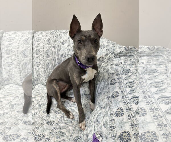 Medium Photo #2 Mutt Puppy For Sale in Rockaway, NJ, USA