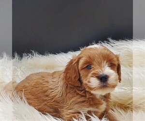 Goldendoodle-Poodle (Miniature) Mix Puppy for sale in STANLEY, WI, USA