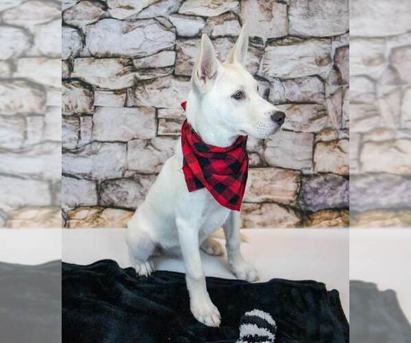 Medium Photo #6 Huskies -Unknown Mix Puppy For Sale in Kennesaw, GA, USA