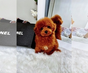 Poodle (Toy) Puppy for sale in ASTORIA, NY, USA